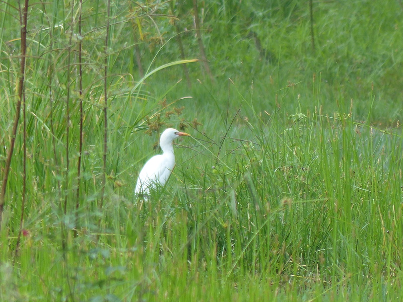 Lipette : Voyage en Guadeloupe P1450542