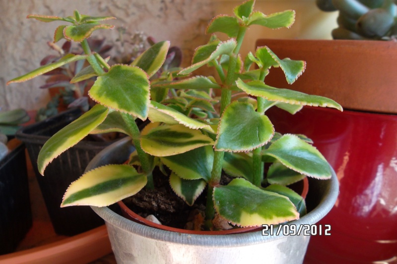 [Crassula sarmentosa f. variegata] Verte et jaune 21_sep10