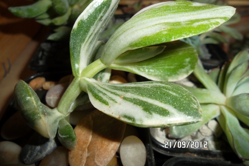 [Crassula obliqua f. variegata] Verte et blanche 21_sep14