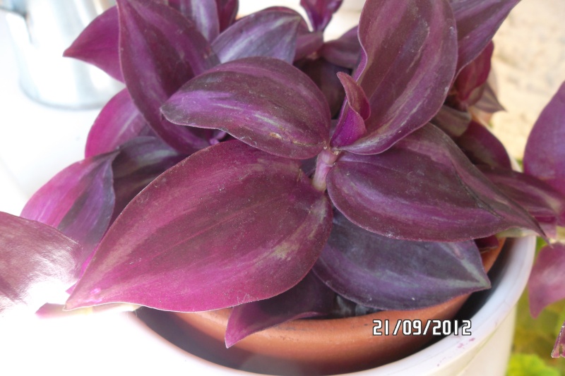 [Tradescantia zebrina] Une nouvelle 21_sep15