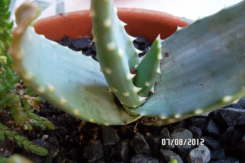  (Aloe broomii , Crassula muscosa, Aloe sp.) Encore une ! 7_aout13
