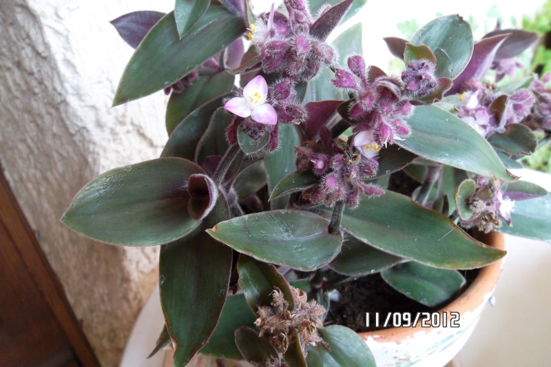 (tradescantia cerinthoides et Tradescantia pallida cv purple heart variegata  Sam_4210