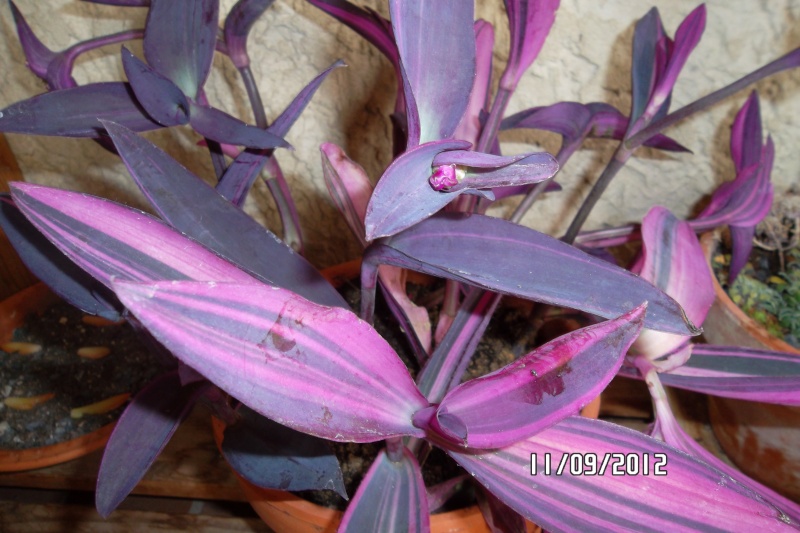 (tradescantia cerinthoides et Tradescantia pallida cv purple heart variegata  Sam_4212