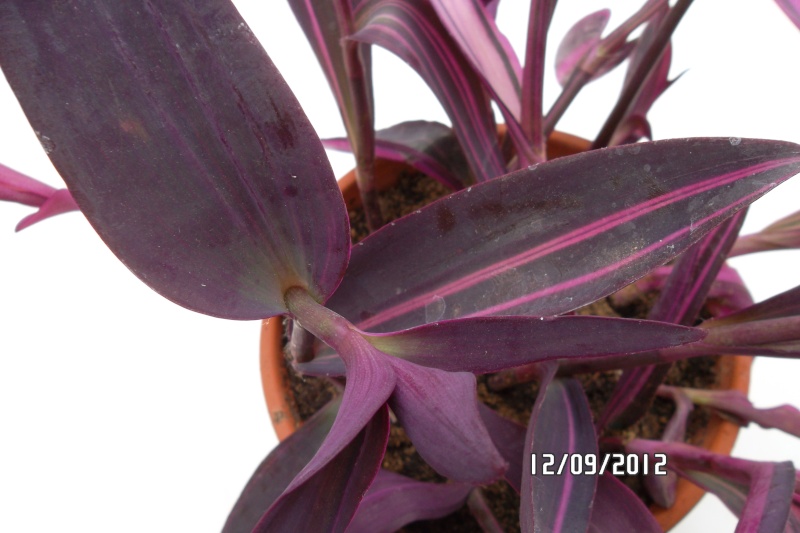 (tradescantia cerinthoides et Tradescantia pallida cv purple heart variegata  Sam_4215
