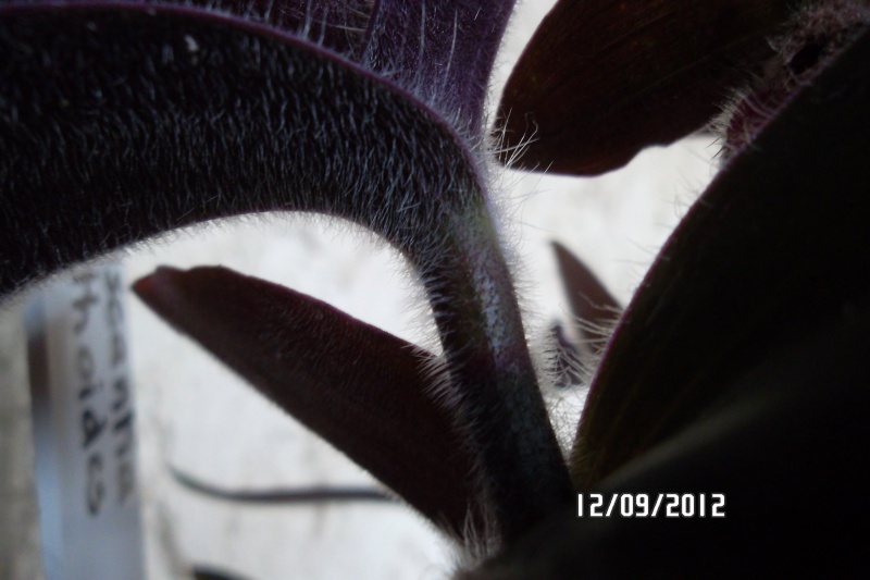 (tradescantia cerinthoides et Tradescantia pallida cv purple heart variegata  Sam_4216