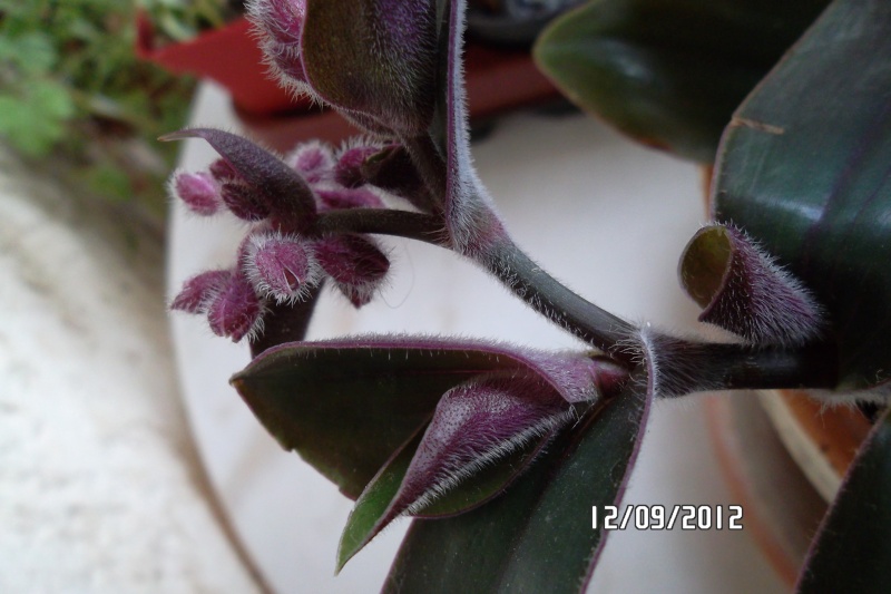 (tradescantia cerinthoides et Tradescantia pallida cv purple heart variegata  Sam_4217