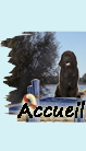 Accueil