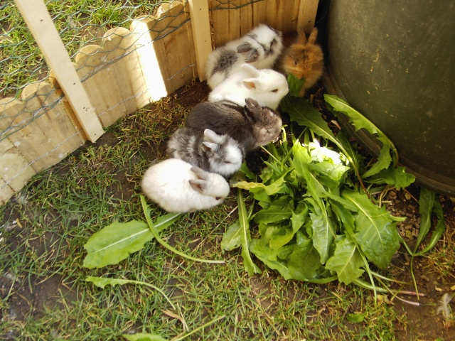 5 bebes lapin a adopter Pic04034