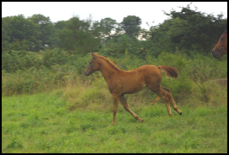 ps arabe né en mai 2010 Chevau30