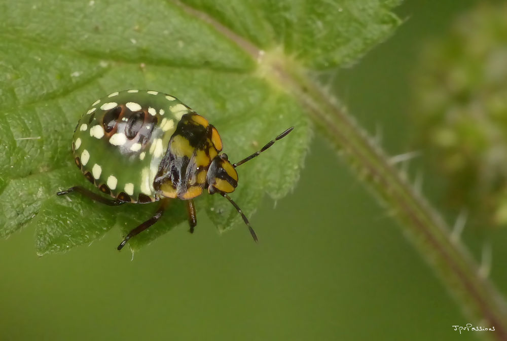 Nezara viridula + ajout P1300211