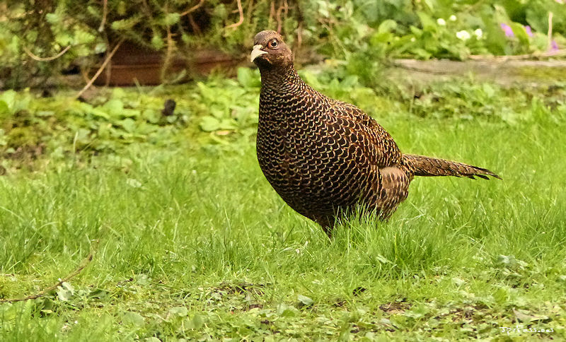 Une belle poule + ajout + ajout du 25/02 P1380810