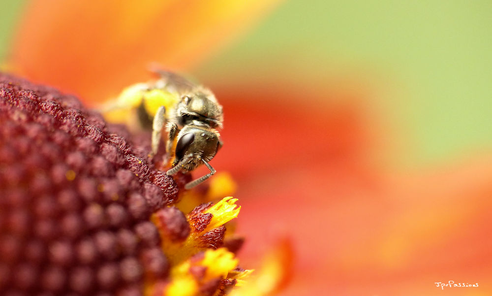 mini abeille P1420410