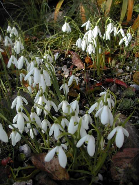 ah les Galanthus :) Galant15