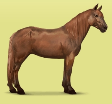 Highland Pony - Ouranos et Gaïa - 12/16 Hpphot10