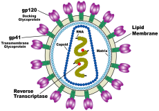 Une méthode pour dater l'infection du VIH Hiv_vi10