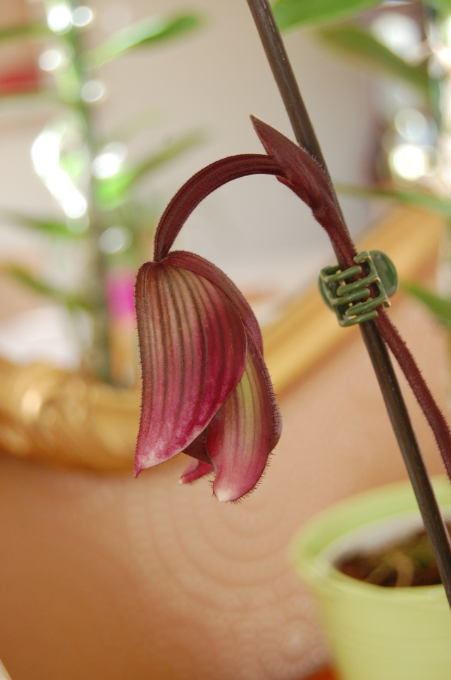 Photos de nos Orchidées Dsc_6811