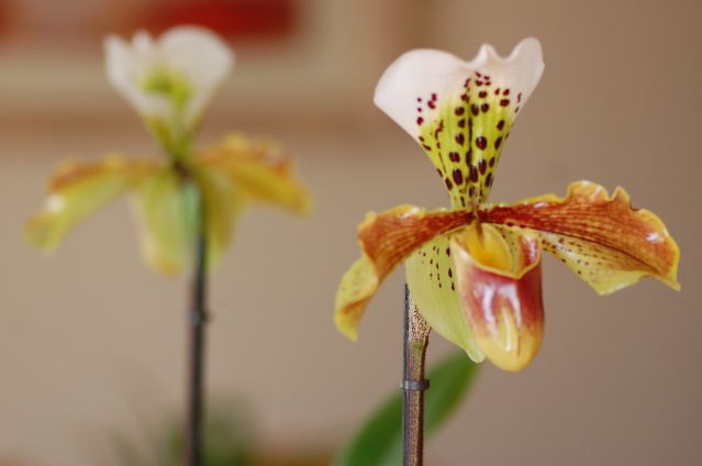Photos de nos Orchidées Dsc_6813