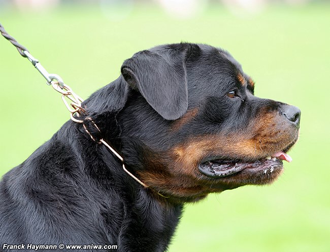 Brutus chez engel schwarz Gonzzo12