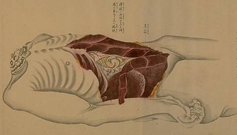 Les rouleaux d'anatomie Kaibo Zonshinzu peint en 1819 Zrrrr11