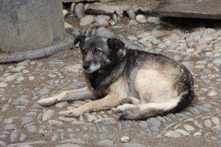 Aidez les - Gros Sauvetage en cours dans le 64 près de Pau - 27 chiens - 1_gris12