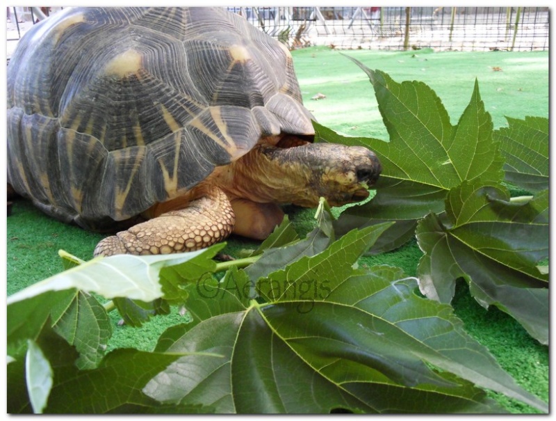 Fête de la tortue - Page 5 03310