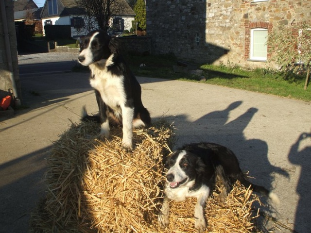 Est-ce bien une border collie ? 16480310