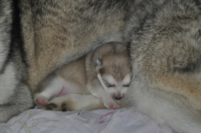 1ere portée de Malamute chez les larmes du Mendenhall - Page 2 Dsc_0019