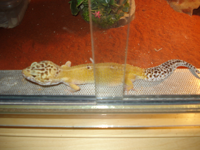 oeufs gecko leopard Dsc01813