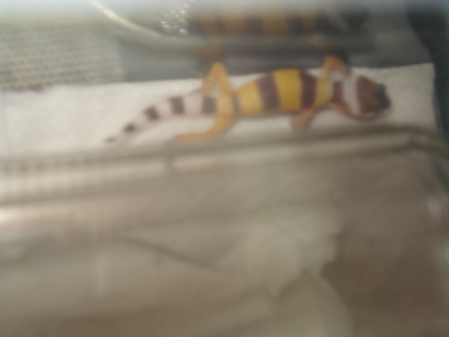 oeufs gecko leopard Dsc01816