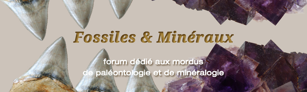 Forum ''Fossiles et Minéraux'' Fm211