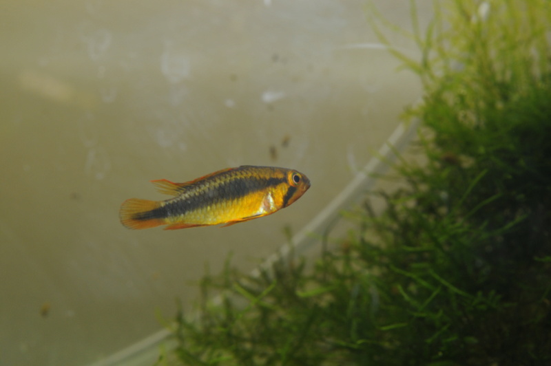 Apistogramma sp. wilhelmi (ou sp. Abacaxis) Dsc_0417