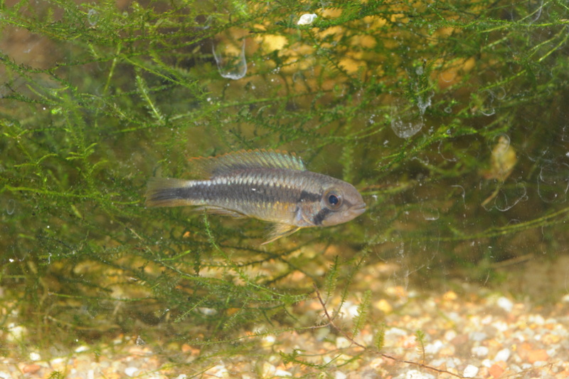 Apistogramma sp. wilhelmi (ou sp. Abacaxis) Dsc_0418