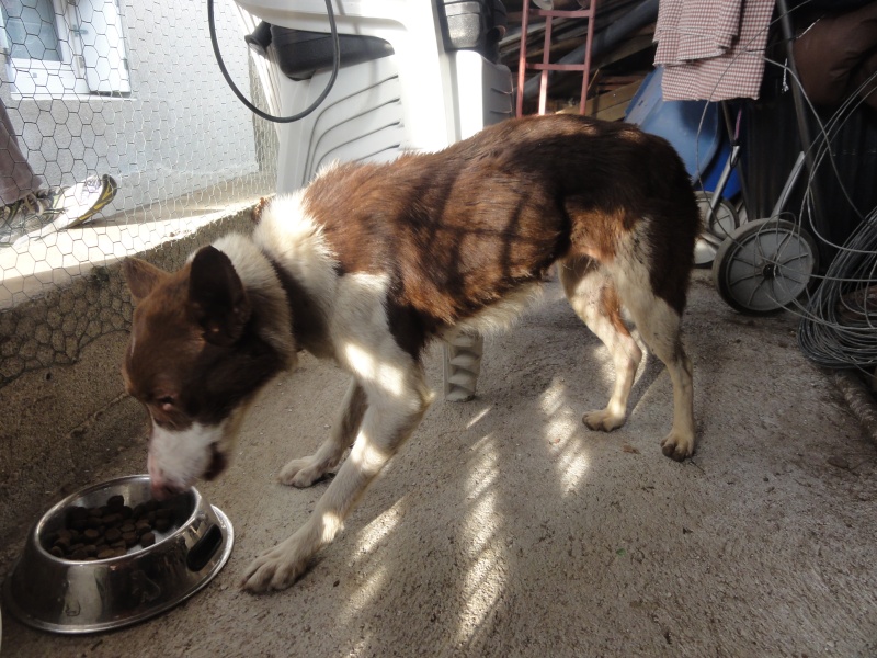 Langogne: trouvée jeune chienne - de 2 ans petit gabarit 10,5kg squeletique.(solution trouvée). Chienn10