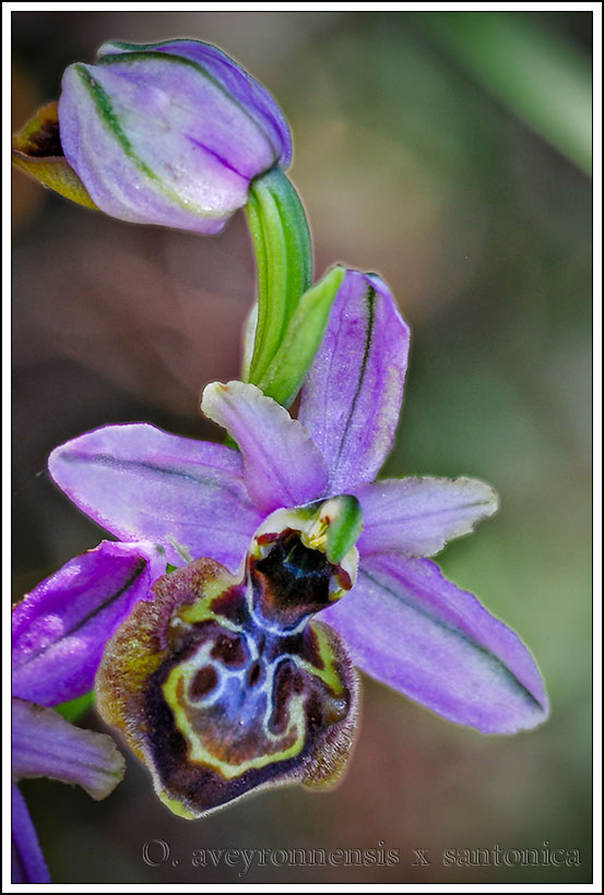 Ophrys aveyronensis et ...??? Hybrid10