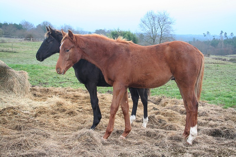 Élevage de chevaux de dressage Oldenbourg.  20170112