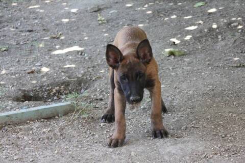 Chiot Malinois Femelle 2 Mois Page 2 Chiot Malinois Femelle 2 Mois Page 2