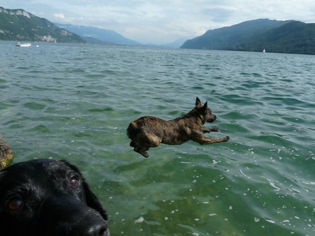 Concour photo : vos chiens et l'eau 41302_11
