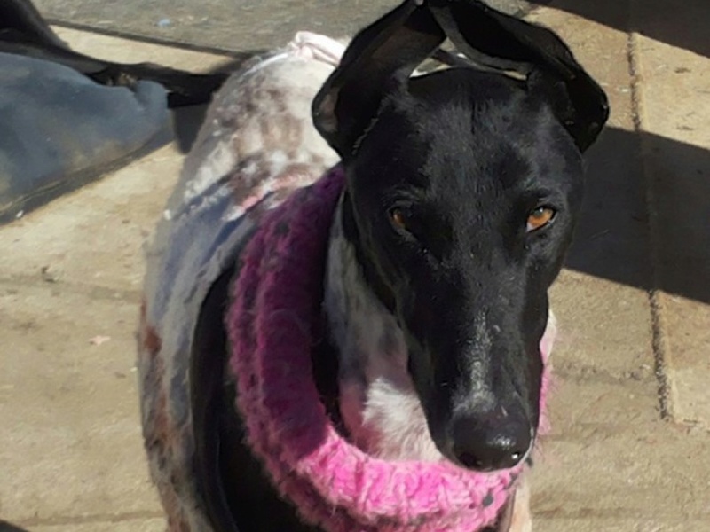 Cacao splendide galgo noir Adopté Cacao10