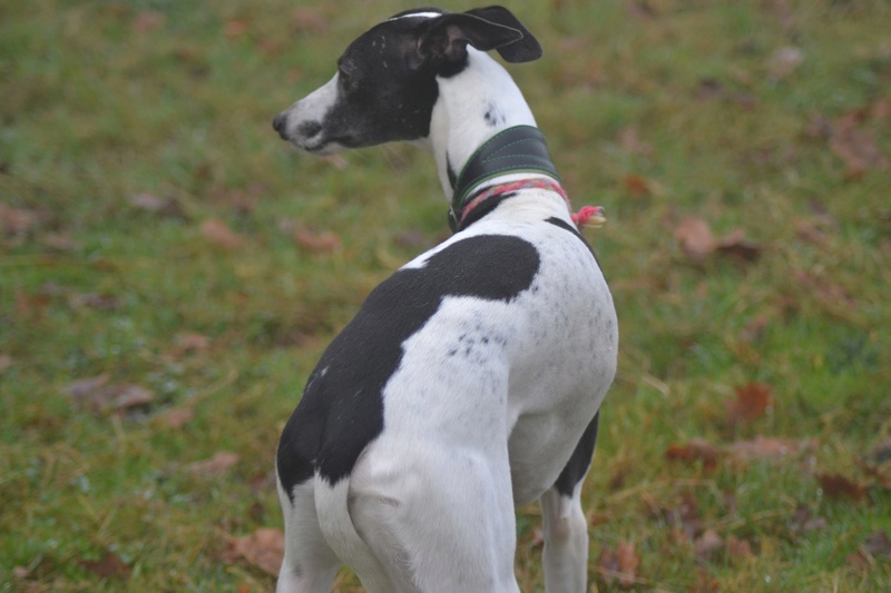 Ducky merveilleux whippet male à l'adoption Scooby France Adopté Ducky_12