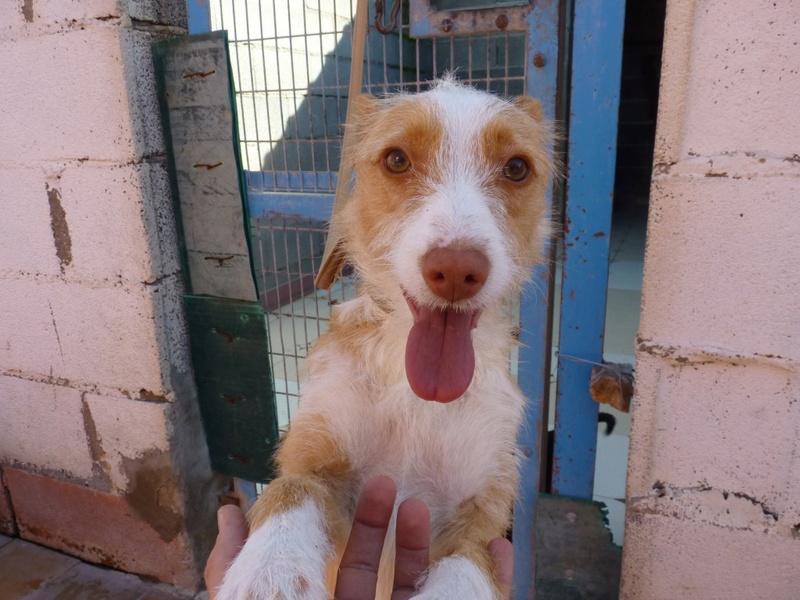 MELOSA petite podenca barbuda,un vrai bonheur ! Scooby France Adoptée Melosa12