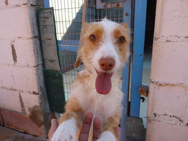 MELOSA petite podenca barbuda,un vrai bonheur ! Scooby France Adoptée   Melosa12