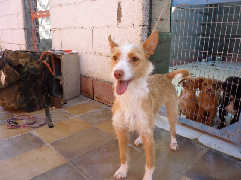 MELOSA petite podenca barbuda,un vrai bonheur ! Scooby France Adoptée   Melosa13