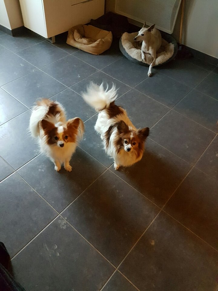 Doumy et Mousse épagneul papillon Papill10
