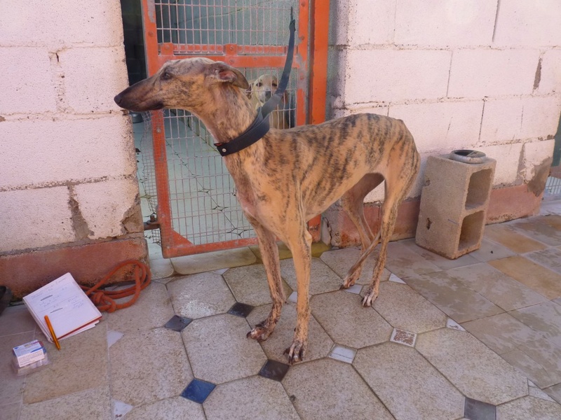Serena ,toute fine galga bringée née en octobre 2013 Scooby France Adoptée Serena10