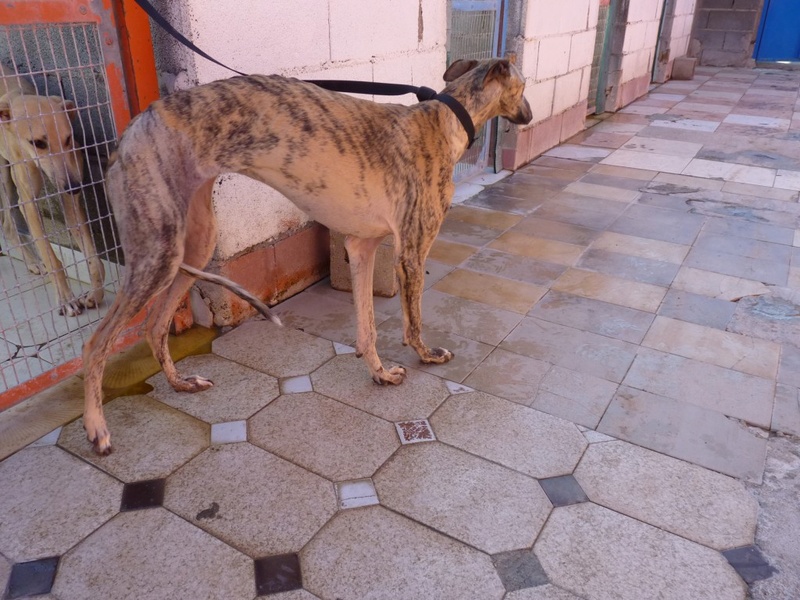 Serena ,toute fine galga bringée née en octobre 2013 Scooby France Adoptée Serena12
