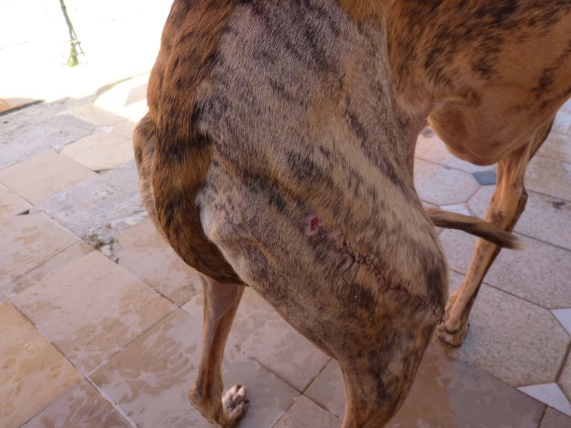 Serena ,toute fine galga bringée née en octobre 2013 Scooby France Adoptée Serena14