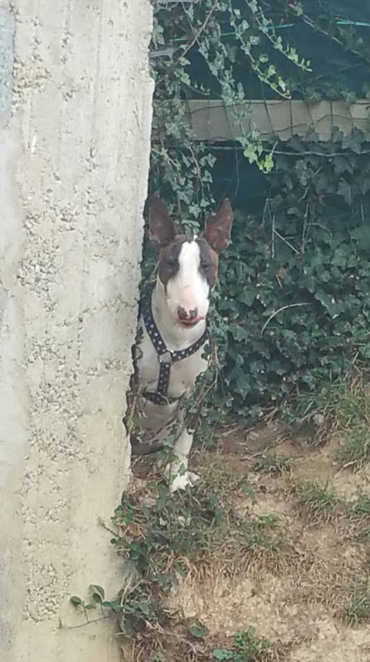 zouzou bull terrier de 1 an à l'adoption Adopté Zouzou11