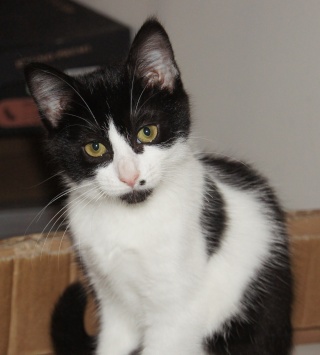 Mio Mio, chatonne noire & blanche,fin avril 2012 Dsc01211