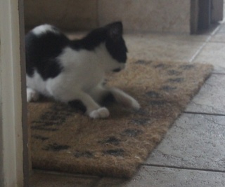 Mio Mio, chatonne noire & blanche,fin avril 2012 Dsc01228