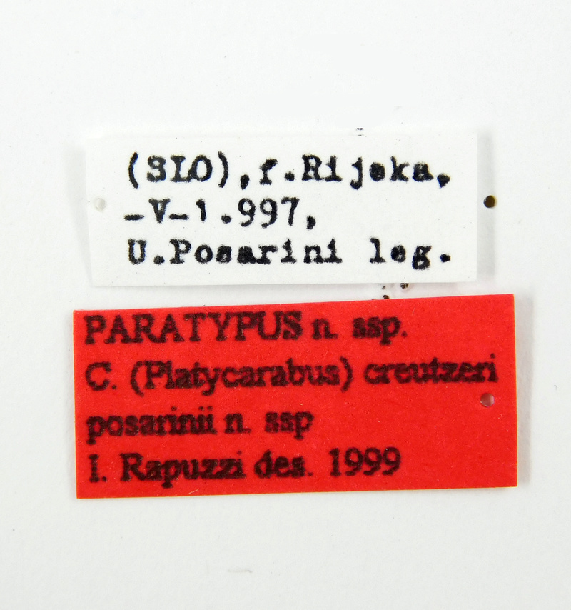 C. (Platycarabus) creutzeri ssp. posarinii, Rapuzzi 1999 PARATYPE Posari10